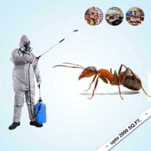 Ant Control Services in Nagpur