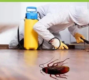 Cockroach Control Services in Nagpur