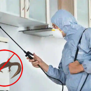Lizard Control Services in Nagpur