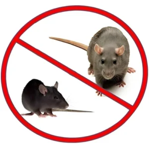 Rat Control Services in Nagpur